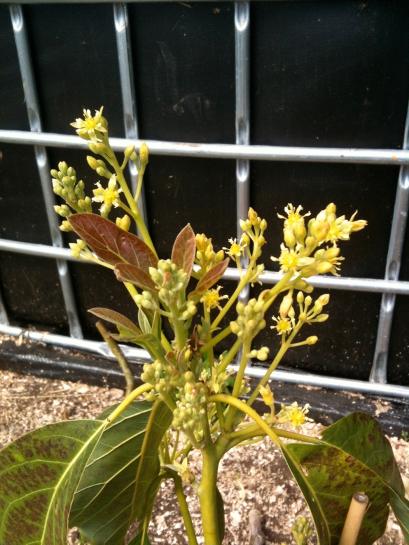 Our "day" avocado in full flower in the greenhouse.