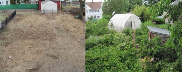 before after backyard
